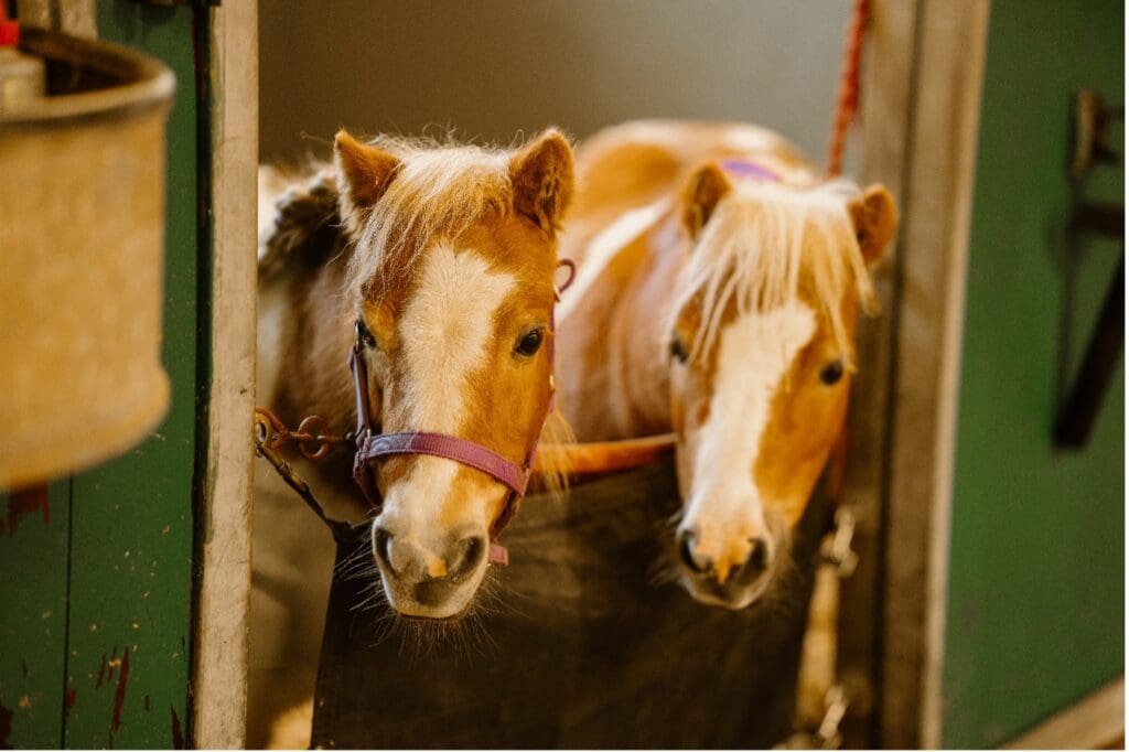 Two small Shetland Ponies with light brown and white coats stand close together in a stable doorway, one wearing a purple headcollar, looking towards the camera—they truly stole the show at the RDA - Coleraine.